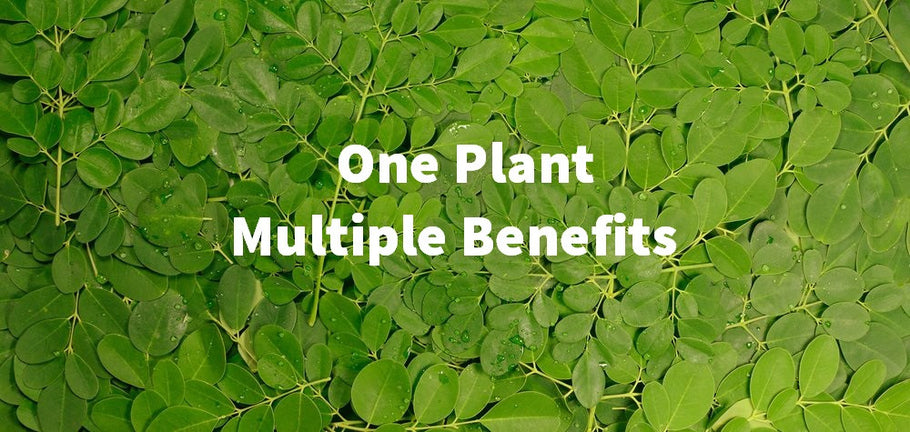 The Gifts of the Moringa: Nutritional Value of the Miracle Plant