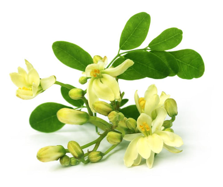 Why Senyia Moringa is NOT Just Another Miracle Food
